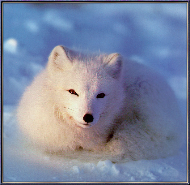 ArcticFox-sj.jpg