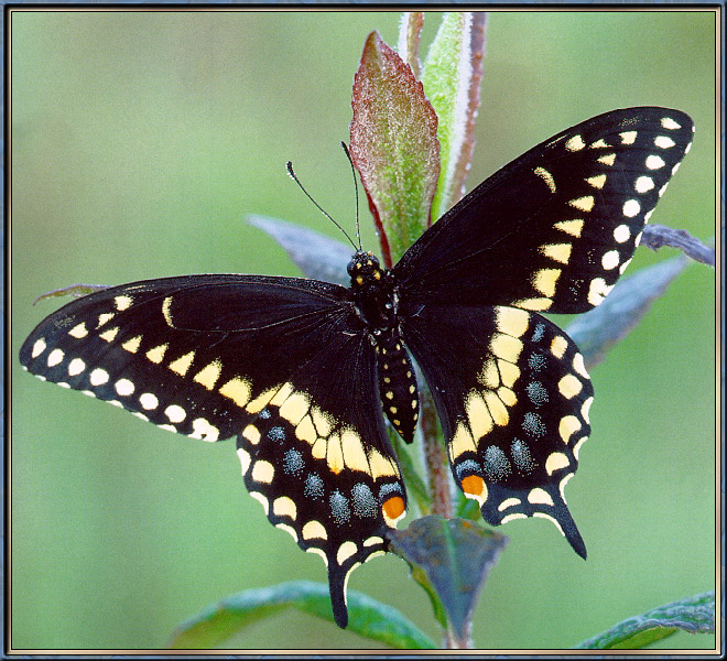 BlackSwallowtail-sj.jpg