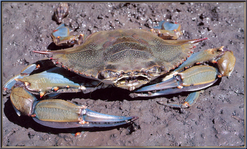 BlueCrab-sj.jpg