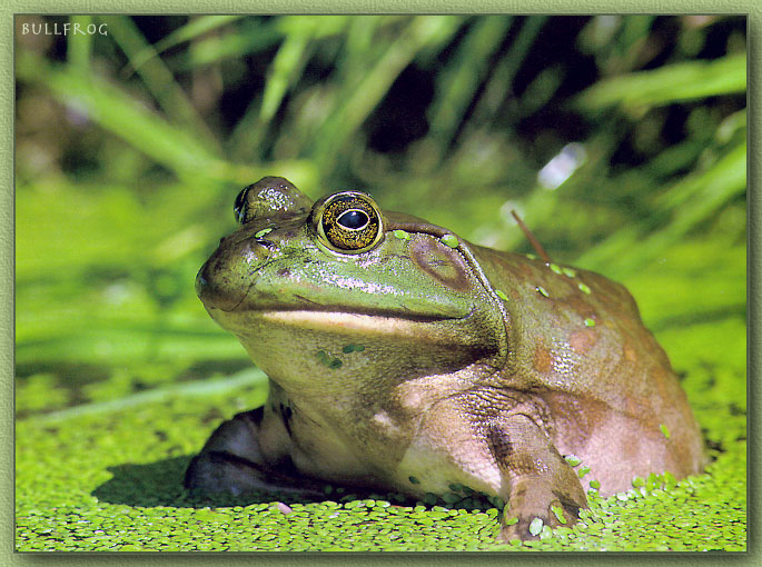Bullfrog2-sj.jpg