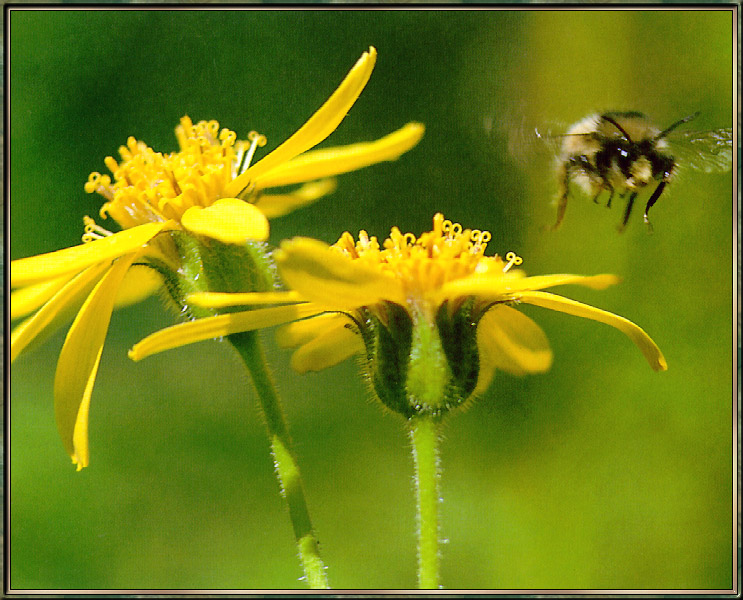 Bumblebee-sj.jpg