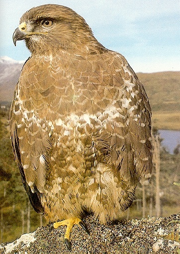 Buzzard-sj.jpg