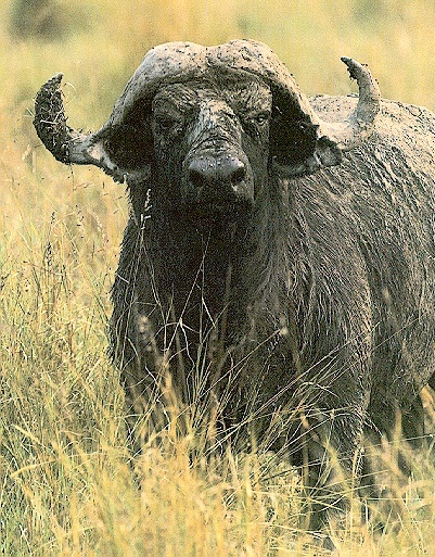 CapeBuffalo-sj.jpg