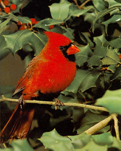 Cardinal-sj.jpg