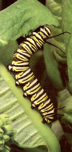 Caterpillar-sj.jpg