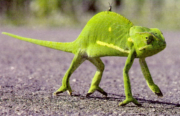Chameleon-sj.jpg