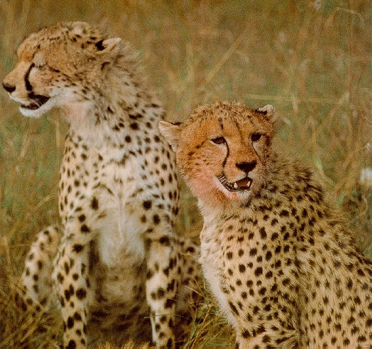 Cheetah2-sj.jpg