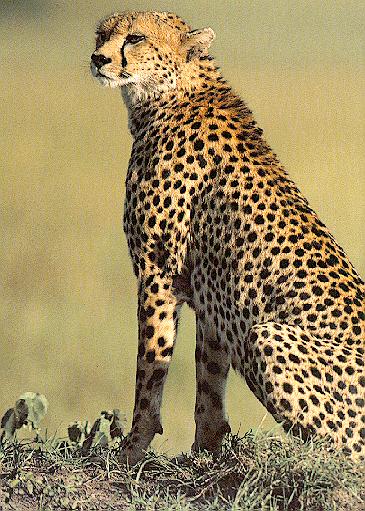 Cheetah3-sj.jpg