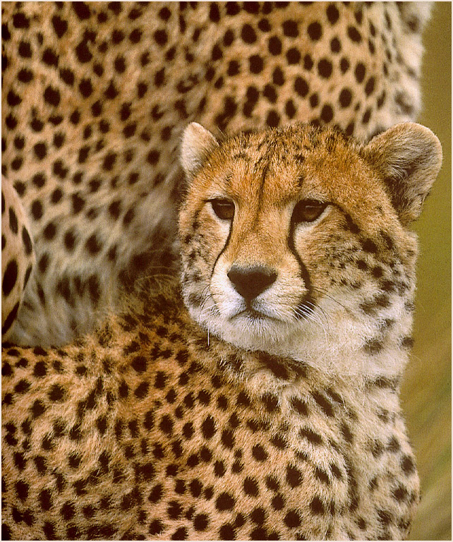 Cheetah4-sj.jpg