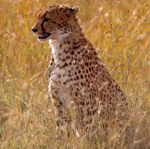 Cheetah-sj.jpg