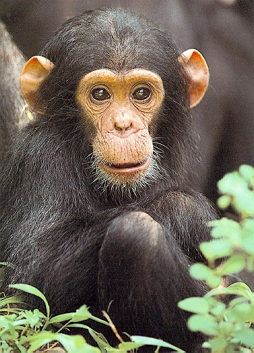 Chimpanzee2-sj.jpg