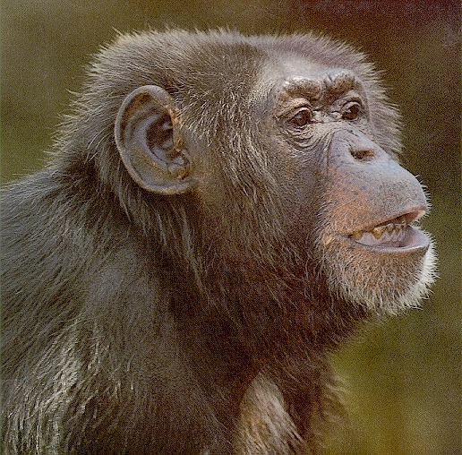 Chimpanzee-sj.jpg