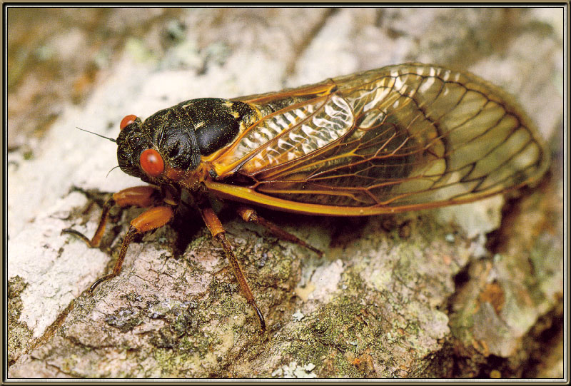 Cicada2-sj.jpg