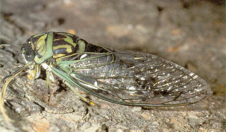 Cicada-sj.jpg