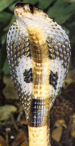 Cobra-sj.jpg