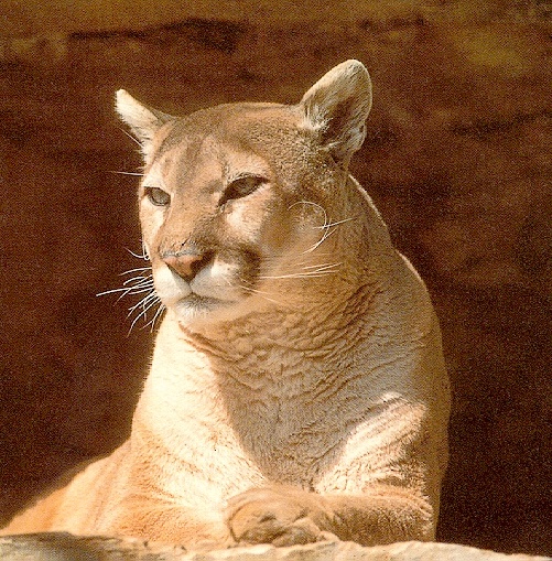 Cougar-sj.jpg