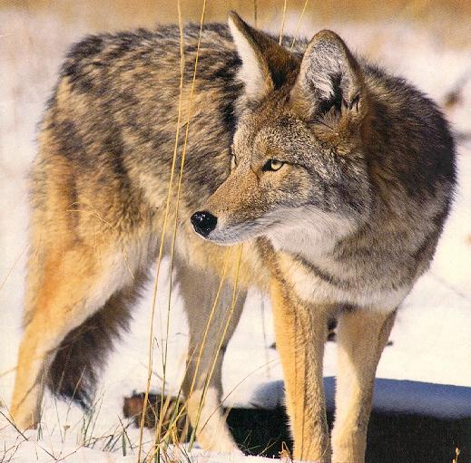 Coyote-sj.jpg