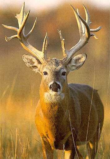 Deer3-sj.jpg