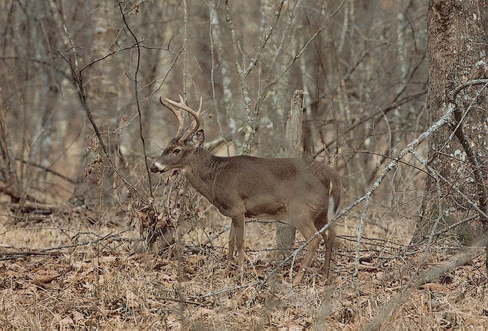 Deer-sj.jpg