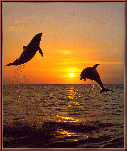 Dolphins2-sj.jpg