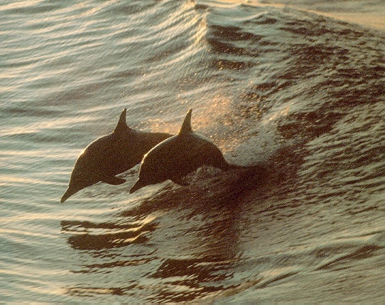 Dolphins-sj.jpg