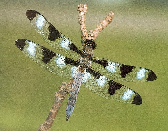 Dragonfly3-sj.jpg