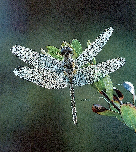 Dragonfly-sj.jpg