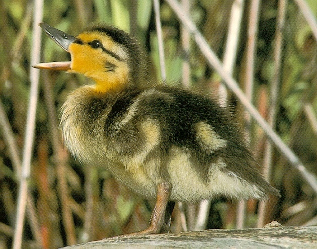 Duckling-sj.jpg