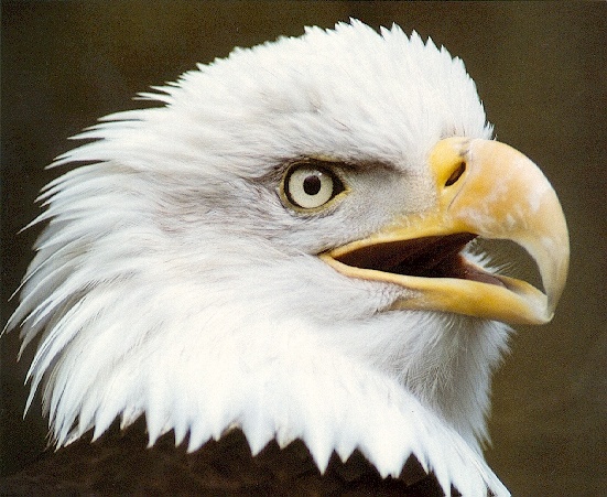 Eagle-sj.jpg