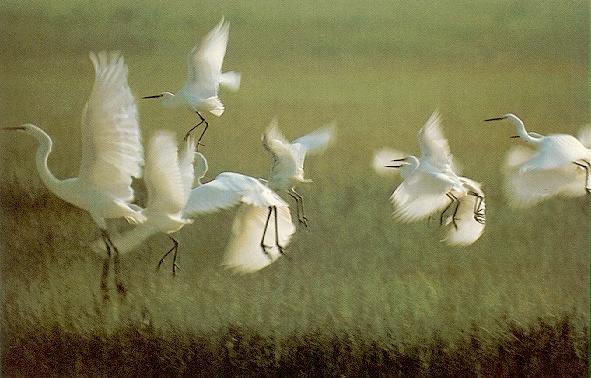 Egrets-sj.jpg