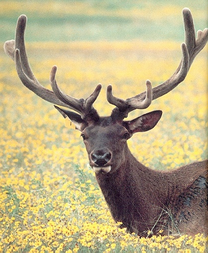 Elk2-sj.jpg