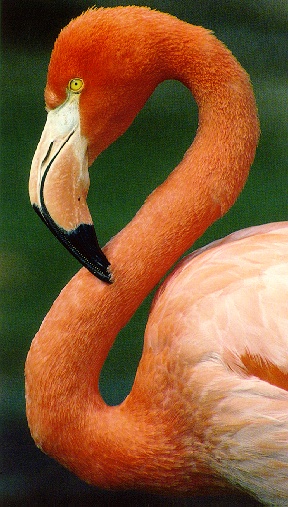 Flamingo3-sj.jpg