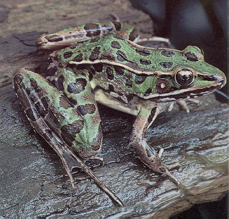 Frog-sj.jpg