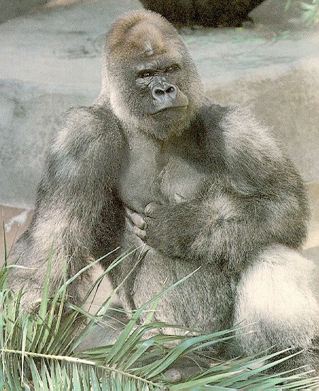 Gorilla-sj.jpg