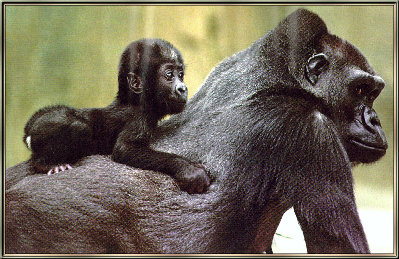 Gorillas-sj.jpg