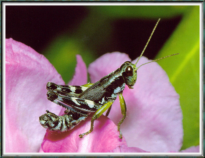 Grasshopper-sj.jpg