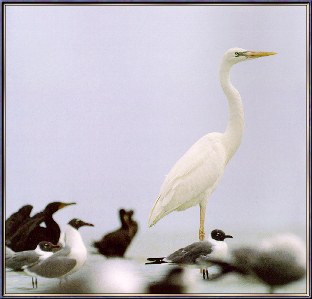 GreatWhiteHeron-sj.jpg