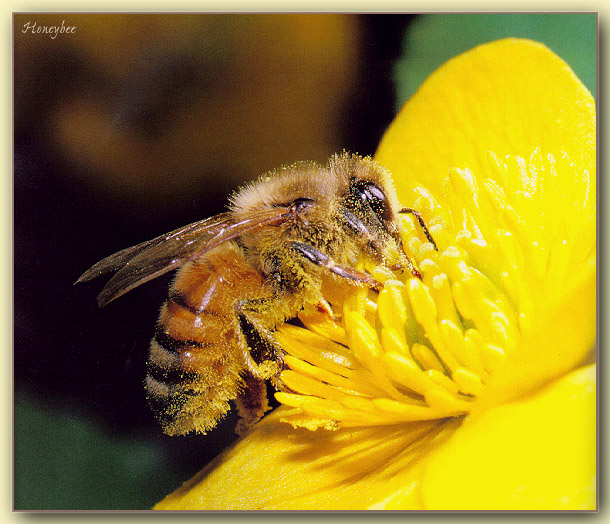 Honeybee-sj.jpg
