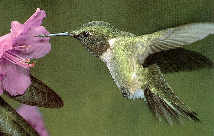 Hummer-sj.jpg