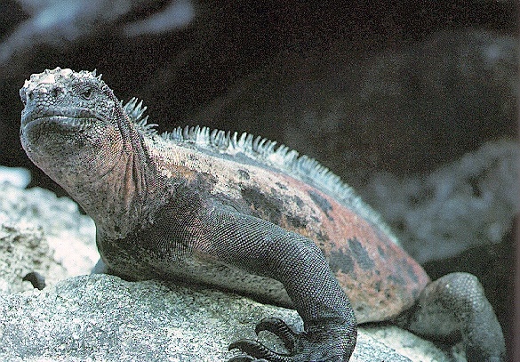 Iguana-sj.jpg