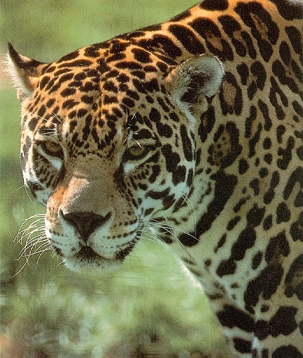 Jaguar-sj.jpg