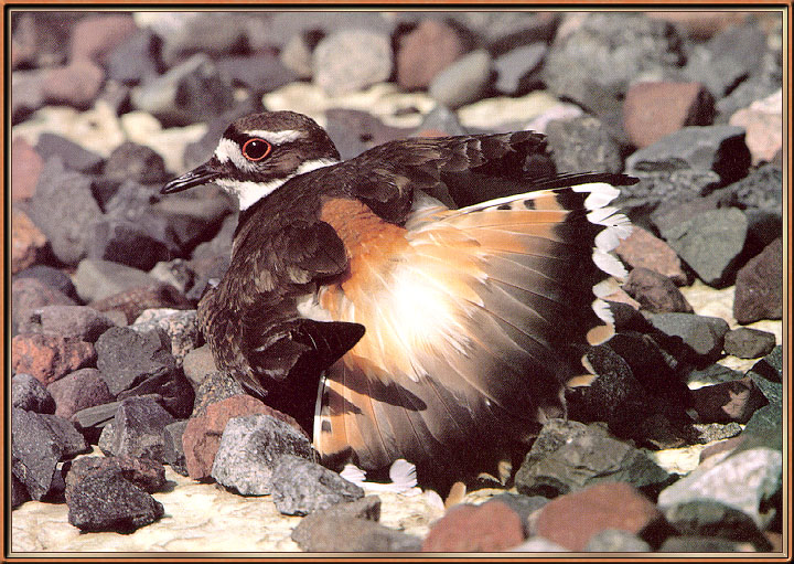 Killdeer2-sj.jpg