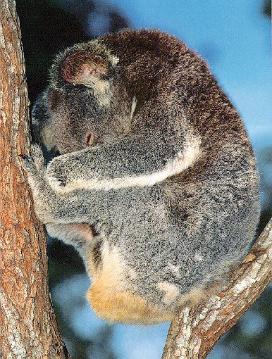 Koala2-sj.jpg