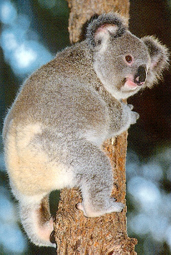 Koala-sj.jpg