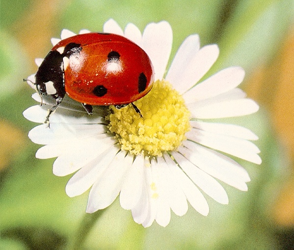 Ladybug-sj.jpg