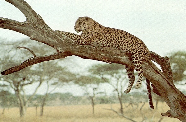 Leopard-sj.jpg