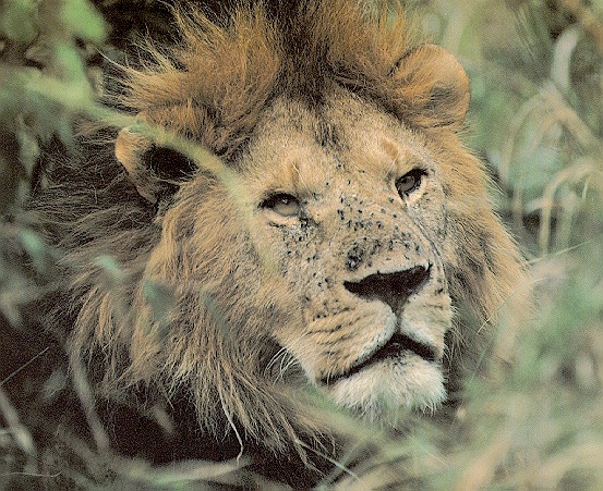 Lionface-sj.jpg