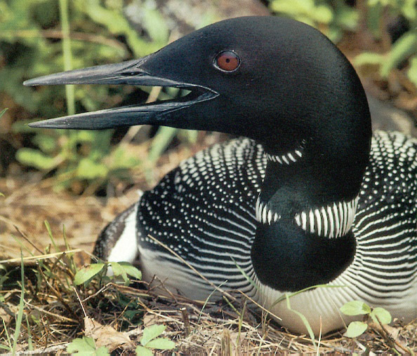 Loon5-sj.jpg