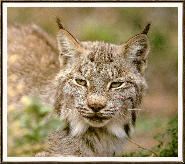Lynx-sj.jpg