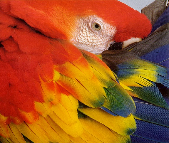 Macaw-sj.jpg